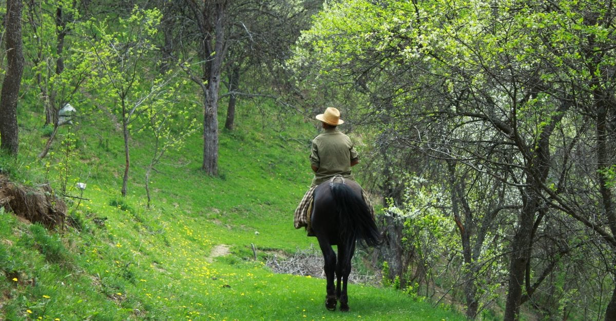 Family-Friendly Horseback Adventure