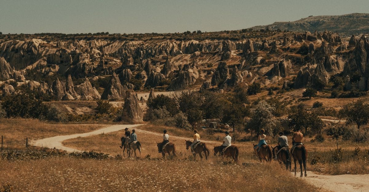 Well-Cared-For Horses